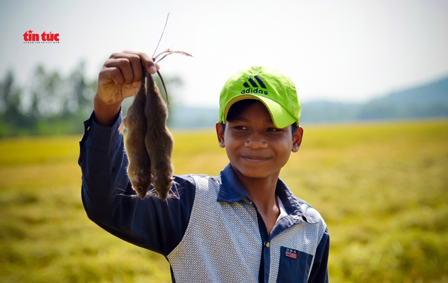 Em Chau Sang, người dân tộc Khmer khoe vừa bắt được 2 con chuột trên một thửa ruộng đang thu hoạch.
