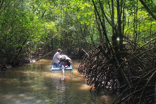 Có diện tích lên đến hơn 63.000ha, rừng ngập mặn Cà Mau hiện chỉ xếp sau 