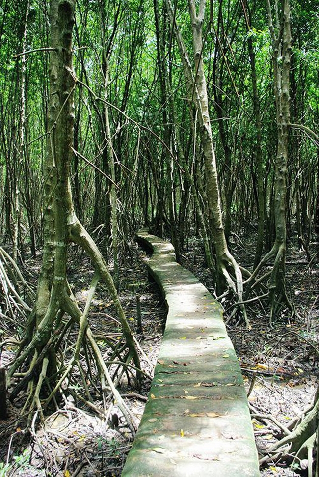  Mấy năm gần đây Vườn quốc gia Mũi Cà Mau đã đầu tư xây dựng, quy hoạch hệ thống cầu đường bộ thành những lối đi trong rừng, tạo điều kiện cho du khách được thuận tiện đi bộ khám phá cảnh quan khu rừng đước nguyên sinh.