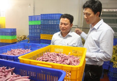 Trên địa bàn tỉnh đã có một số doanh nghiệp chế biến khoai lang, đạt được kết quả tích cực.