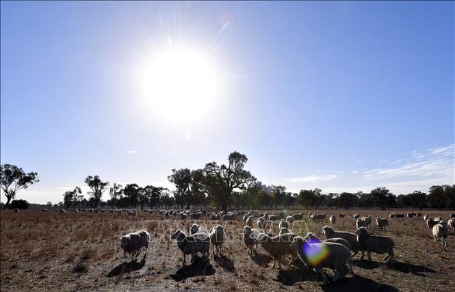 Cánh đồng cỏ dành cho chăn nuôi gia súc bị khô hạn do nắng nóng kéo dài tại bang New South Wales, Australia. Ảnh: AFP/TTXVN