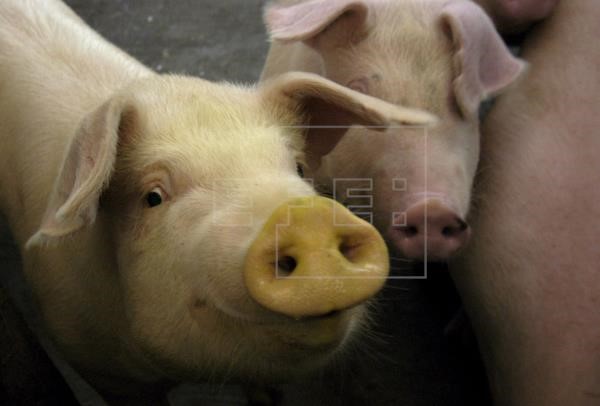 Các nhà khoa học Nhật Bản cố gắng phát triển nội tạng người ở lợn để cấy ghép. Ảnh: efe.com