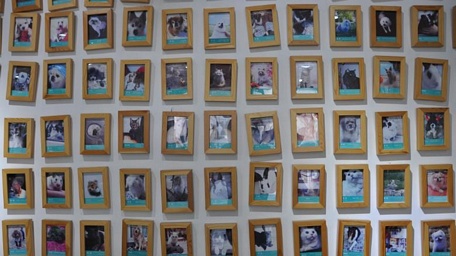 Hình ảnh những con thú cưng từng được tổ chức đám tang tại Joypets. Ảnh: CNN