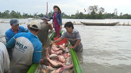 Mô hình nuôi cá trên ruộng mùa nước nổi thay thế cây lúa vụ 3 mang lại thu nhập cao.
