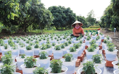 Chị Nguyễn Thị Thủy (xã Trường An) chăm sóc tỉ mỉ từng chậu hoa, để đảm bảo hoa nở rộ đúng dịp tết.