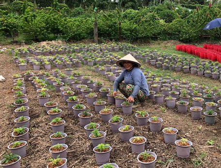 Với 3.000 chậu hoa tết, cô Hồ Thị Kim Trang (Phường 3) hy vọng sẽ “khấm khá”.