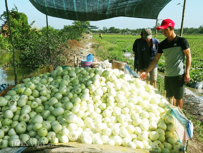 Nhiều hộ dân ở Long Thạnh chuyển diện tích lúa kém hiệu quả sang trồng dưa hoàng kim. Ảnh: T.T.