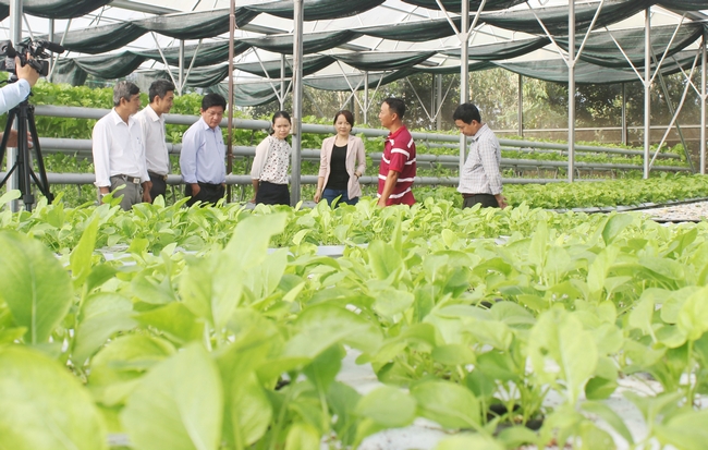  Các đại biểu tham quan mô hình rau thủy canh thuộc Công ty TNHH nông nghiệp Nguyên Khang.