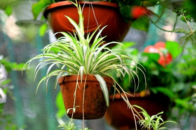 Cây nhện: Là loại cây trồng trong nhà, có thể loại bỏ những chất độc hại trong không khí như là formaldehyde and benzene.