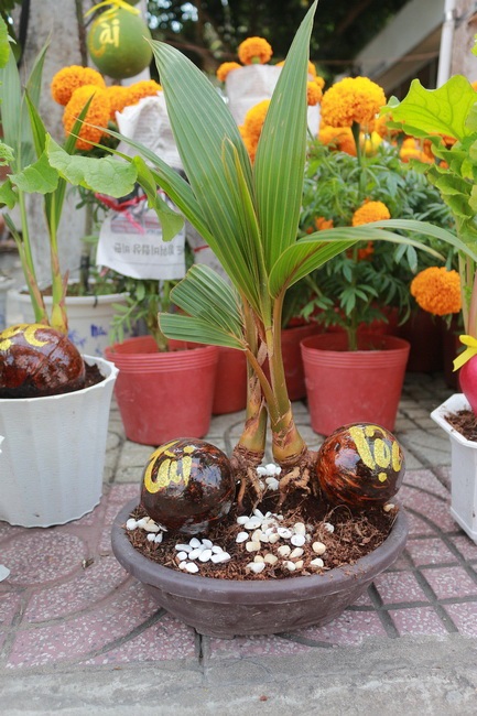 Cùng với các loại hoa kiểng, bon sai tạo hình từ trái dừa đã tạo thêm sự đa dạng, hấp dẫn cho chợ hoa xuân năm nay.