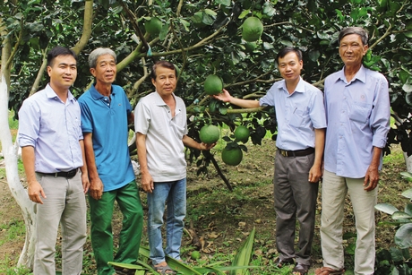 Xã Tân Long Hội đang đẩy mạnh chuyển đổi cơ cấu cây trồng, giúp nông dân nâng cao thu nhập trên cùng diện tích canh tác.