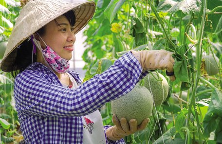Nhờ chăm sóc đúng kỹ thuật mà chị Hiền gặt hái được “quả ngọt” từ vườn dưa lưới. Ảnh: TL