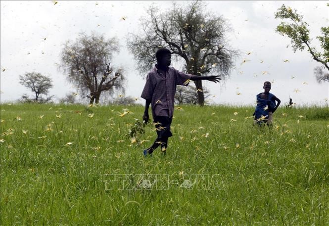 Châu chấu trên cánh đồng tại Dakar, Senegal. Ảnh: AFP/TTXVN