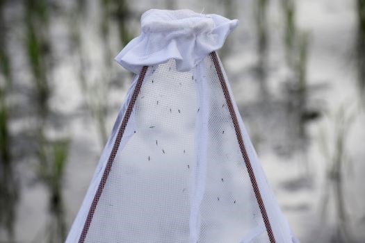 WHO khẳng định tin đồn COVID-19 có thể lây truyền qua muỗi là không chính xác. Ảnh: China Daily