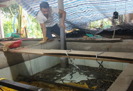 Xây dựng mô hình aquaponic nuôi thủy sản góp phần hướng đến nông nghiệp sạch, hữu cơ. Ảnh minh họa: Một mô hình nuôi lươn ở xã Bình Hòa Phước.