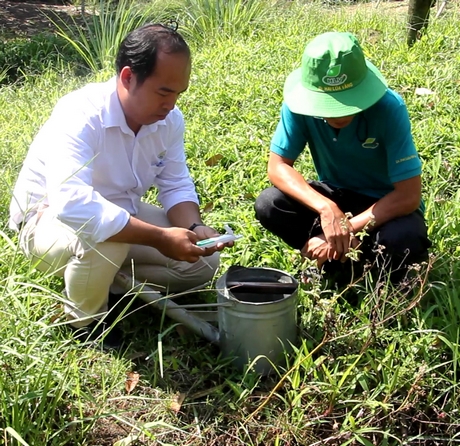 Kiểm tra độ mặn tại vườn sầu riêng héo lá, chết cây của nhà vườn Nguyễn Văn Chung.