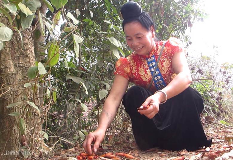 Chị Phiển cho biết: Theo kinh nghiệm của người Thái, để chế biến được những món ăn thơm ngon từ hoa 