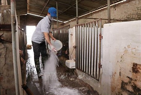 Người chăn nuôi lợn tỉnh Bắc Ninh rắc vôi bột để phòng, chống dịch bệnh. 