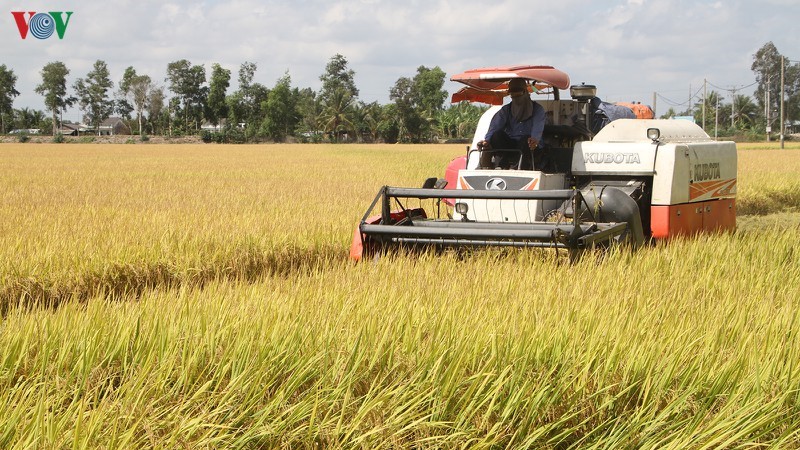 Thu hoạch lúa Đông Xuân 2020 tại thị xã Ngã Năm (Sóc Trăng).