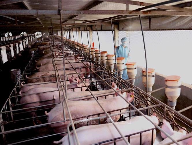 Nỗ lực đưa giá thịt lợn hơi xuống 70 nghìn đồng/kg. Ảnh: Vũ Sinh/TTXVN