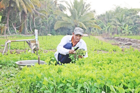 Cây rau cải trời đang đem lại nguồn thu khá cho người dân xã Thuận An.