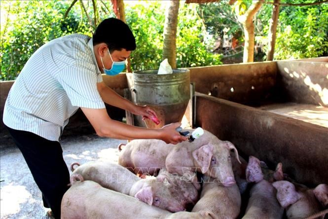 Cán bộ thú y kiểm tra an toàn dịch bệnh đối với đàn lợn. Ảnh minh họa: Hoàng Nhị/TTXVN