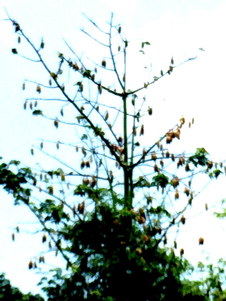 Hình ảnh cây gòn thân quen ở miền Tây đang vào mùa ra trái.