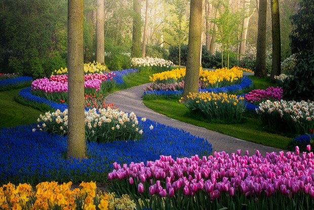 Tuy nhiên, năm nay, vì dịch Covid-19 nên khách du lịch không thể đến tham quan vườn hoa nổi tiếng đẹp nhất thế giới này.
