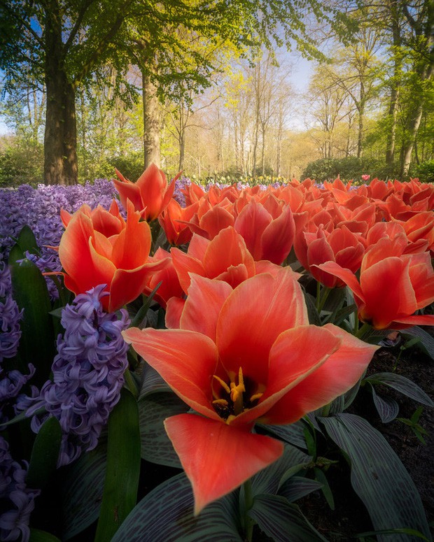 Dẫu vậy, nhiếp ảnh gia Albert Dros đã kịp ghi lại những khoảnh khắc tuyệt đẹp trong vườn hoa cổ tích này.