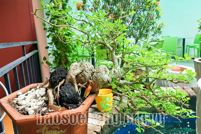 Bonsai mini là loại cây cảnh được trồng trong chậu nhỏ với chiều cao rất... khiêm tốn nhưng lại mang dáng dấp của cây cổ thụ rêu phong cổ kính. Ảnh: ST
