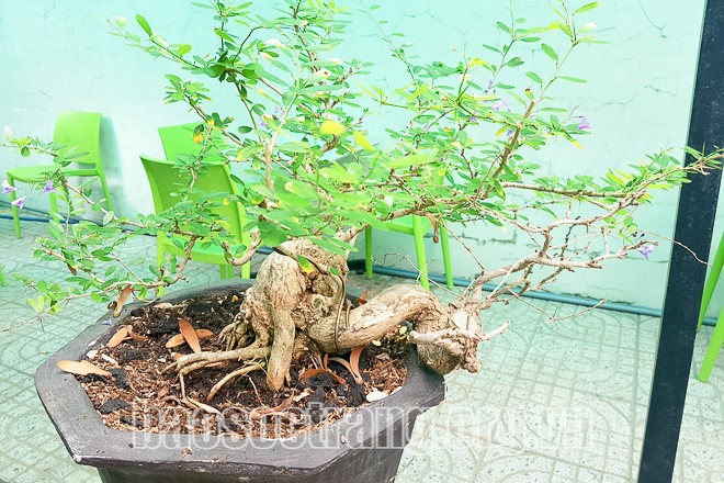 Các chậu bonsai mini có nhiều dáng, nhiều thế độc, lạ riêng biệt của mỗi cây. Ảnh: ST
