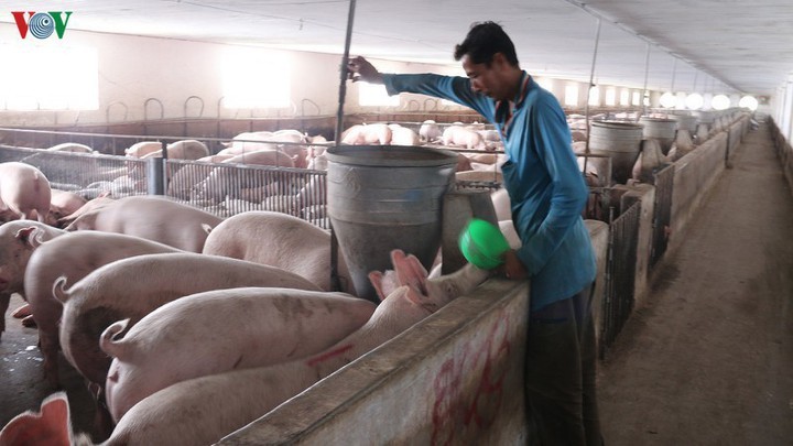 Thứ trưởng Bộ NN&PTNT Phùng Đức Tiến khẳng định, sẽ tăng cường nhập khẩu lợn giống bố mẹ để nhân giống, khôi phục sản xuất chăn nuôi lợn.