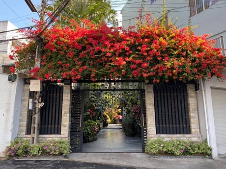 Phía cổng vào, chị trồng hoa giấy Thái Lan, giống cây mang màu đỏ tươi đẹp mắt và đầy sức sống, tuy nhiên nếu không chọn đúng giống, cây sẽ chuyển sang màu hồng đậm.