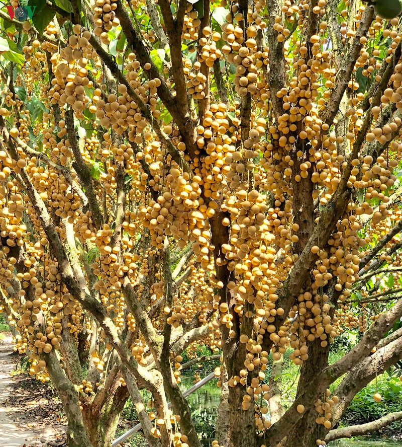 Những vườn dâu chín vàng rực tại nhiều khu vườn ở tỉnh Hậu Giang.