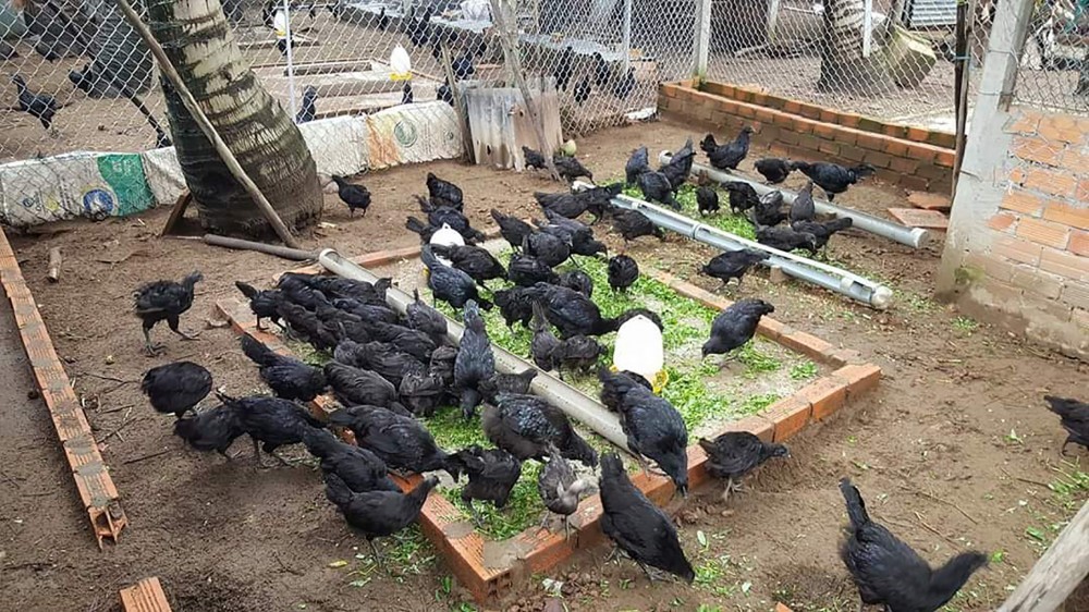 Gà đen Indonesia tại trang trại của anh Cường. Ảnh: NVCC