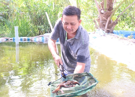 Chú Nguyễn Văn Giao phấn khởi chia sẻ về mô hình nuôi cá chạch lấu.