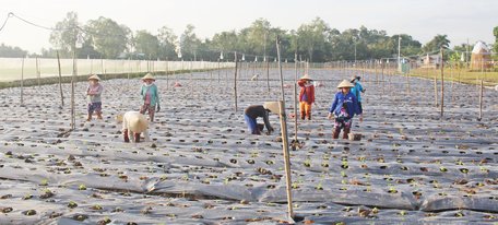 Mô hình trồng rau tía tô đang góp phần tạo việc làm thường xuyên cho lao động địa phương.