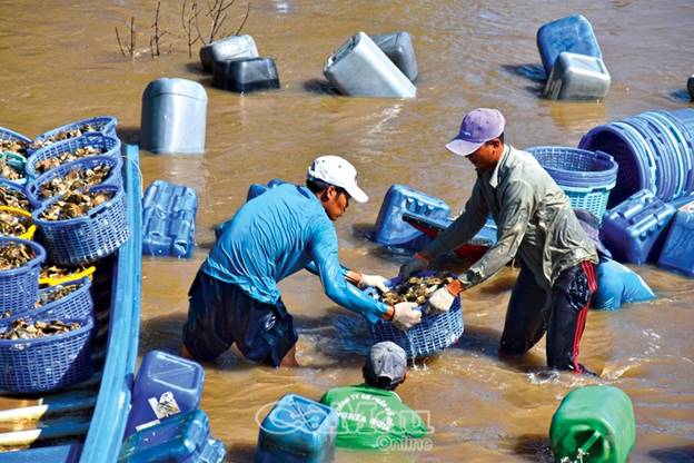 Nghề nuôi hàu lồng ở ấp Kinh Đào, xã Đất Mũi, huyện Ngọc Hiển mang lại thu nhập ổn định cho người dân ít đất sản xuất.