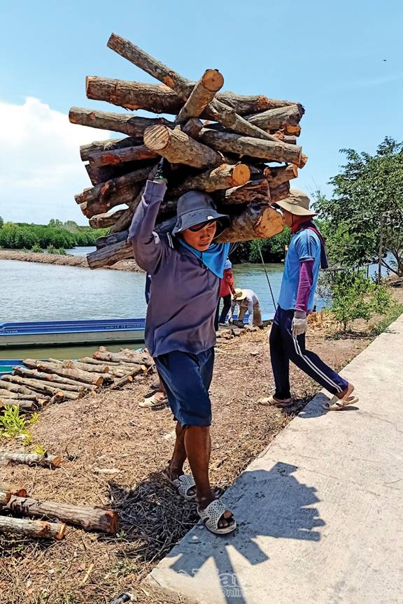 Nghề vận chuyển cây đước để hầm than ở xã Tam Giang Đông, huyện Năm Căn.