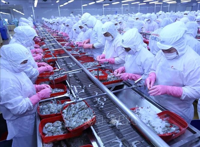 Dây chuyền chế biến tôm xuất khẩu tại nhà máy của Công ty Cổ phần thủy sản Minh Phú Hậu Giang. Ảnh: Vũ Sinh/TTXVN