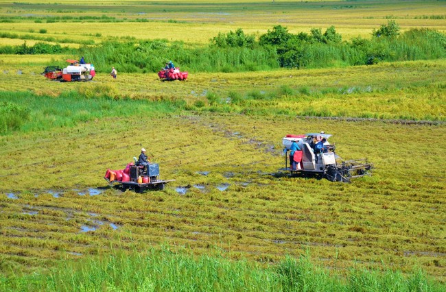 Toàn tỉnh Cà Mau có khoảng 36.000 ha đất chuyên canh lúa 2 vụ. Vùng ngọt hóa huyện Trần Văn Thời trở thành “rốn lúa” của tỉnh với diện tích lúa chuyên canh khoảng 26.000 ha.