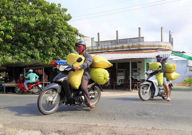 Gần đây, khi xuất khẩu khởi sắc trở lại, để mua bán lúa bà con phải dùng xe máy để chở và nghề tải lúa trở thành nghề “hót” tại vùng ngọt của tỉnh Cà Mau.
