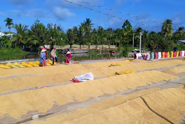  Giá  vận chuyển được thương lái tính vào giá thu mua nên người làm lúa ở Cà Mau luôn phải chịu thiệt thòi. Giá lúa tại Cà Mau luôn thấp hơn các tỉnh thành vùng trên, trong khi chất lượng gạo không hề thua kém.
