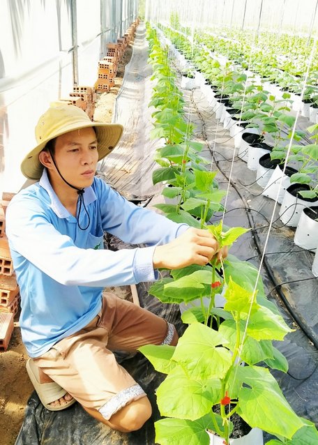 Xã Tường Lộc đang phát triển mô hình trồng màu trong nhà lưới nhằm cung cấp cho thị trường nông sản chất lượng. Trong ảnh: Anh Thanh chăm sóc cây dưa leo trong nhà lưới.