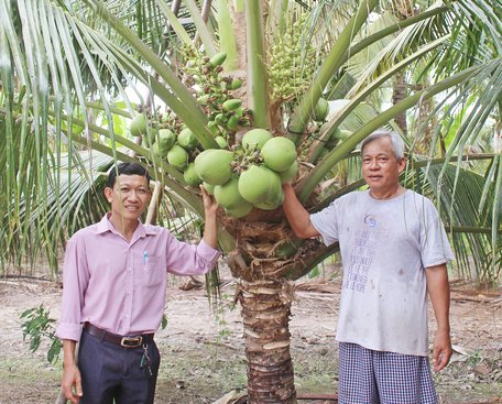Lợi nhuận từ kinh tế vườn của xã Tường Lộc hiện đạt 80- 120 triệu đồng/năm. Trong ảnh: Ông Thành (phải) bên vườn dừa xiêm lục.
