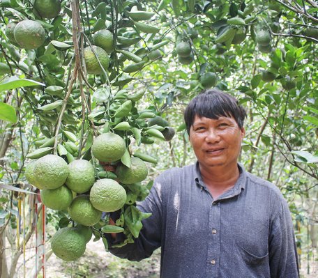 Cây cam sành hiện chiếm 42,3% diện tích vườn toàn xã Tường Lộc và đem lại cho nông dân nguồn thu khá. Trong ảnh: Anh Ái bên vườn cam cho trái trĩu quả.