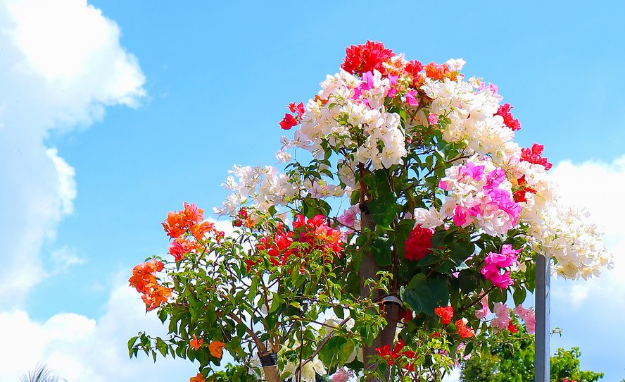 Hoa rực rỡ pha trộn nhiều sắc màu chen lẫn cùng màu xanh biếc của lá, đã tạo nên nét độc đáo và tăng giá trị cây hoa giấy lên gấp nhiều lần.