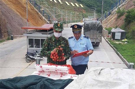 Các lực lượng chức năng tại cửa khẩu Tân Thanh (Lạng Sơn) kiểm tra quả vải tươi trước khi xuất khẩu. Ảnh: Quang Duy/TTXVN.