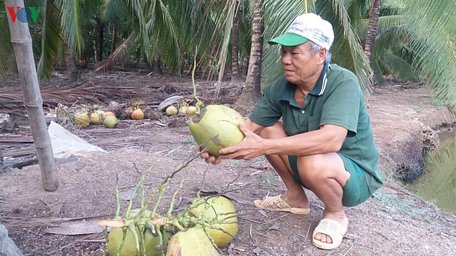 Nhà vườn huyện Bình Đại, tỉnh Bến tre chắt chiu từng trái dừa mới thu hoạch.