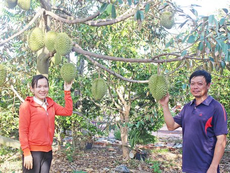 Sầu riêng là một trong những cây trồng được chọn làm sản phẩm đặc trưng của xã Hòa Thạnh. Trong ảnh: Anh Thảo (phải) bên vườn sầu riêng đang cho trái.